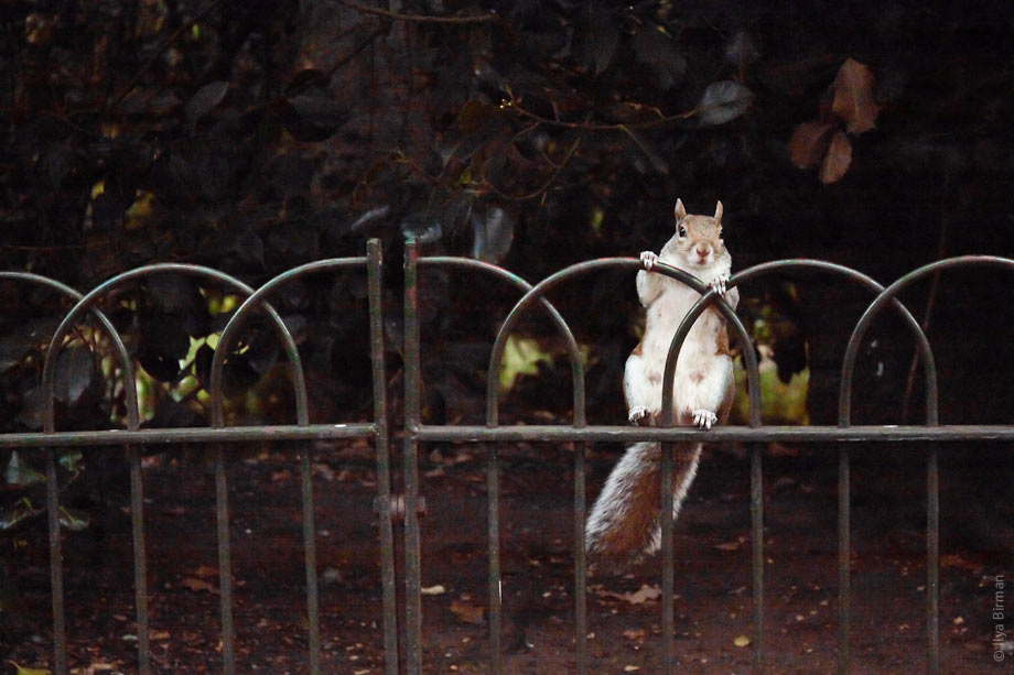 A squirrel