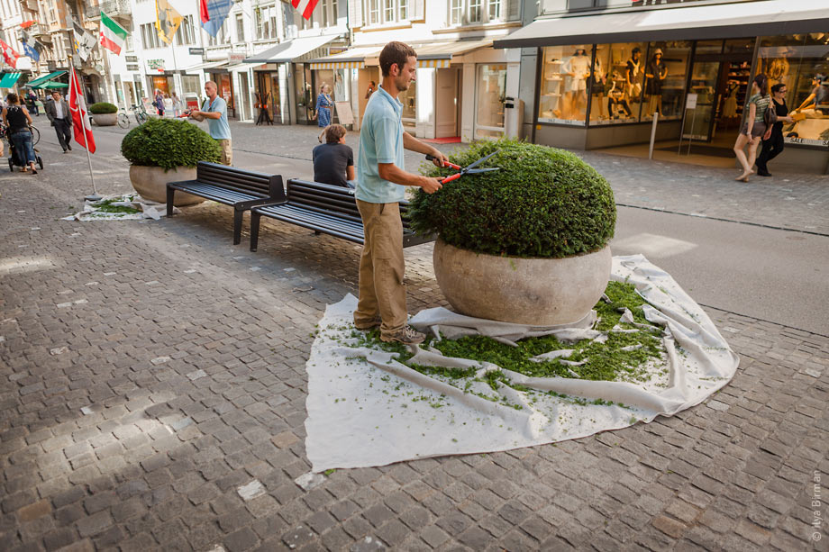 Trimming of bushes in Zurich